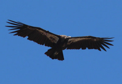 California Condor; juvenile