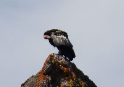 California Condor