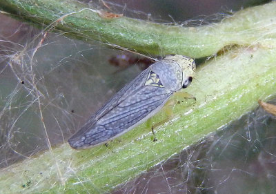 Graphocephala confluens; Willow Leafhopper
