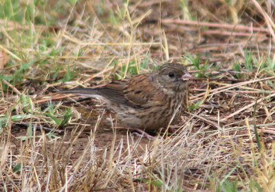 Dark Eyed Oregon Junco; juvenile