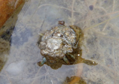 Gelastocoris oculatus; Big-Eyed Toad Bug