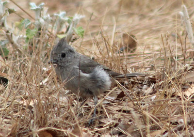 Oak Titmouse