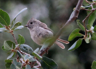 Oak Titmouse