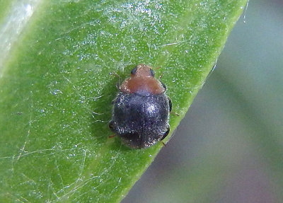 Scymnus marginicollis; Dusky Lady Beetle species