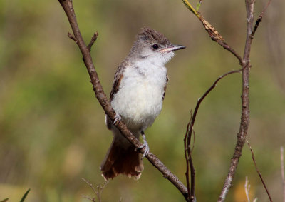 Ash-throated Flycatcher; immature