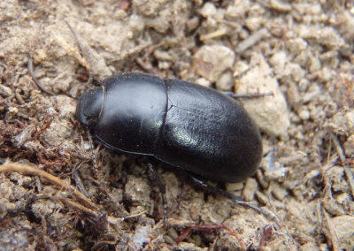 Coniontis Darkling Beetle species