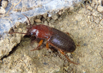 Dicheirus Ground Beetle species