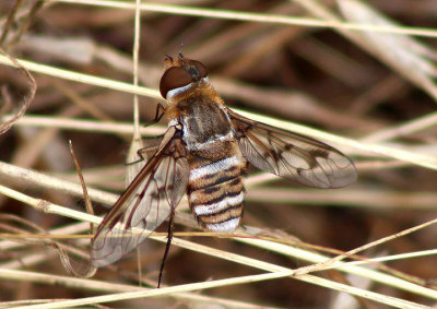 Exoprosopa doris; Bee Fly species