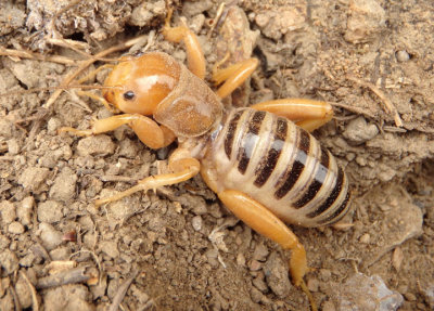 Stenopelmatus Jerusalem Cricket species