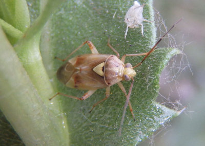 Lygus hesperus; Western Tarnished Plant Bug