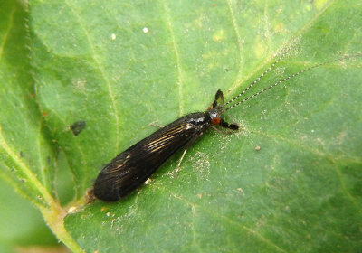 Mystacides sepulchralis; Black Dancer; male