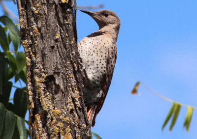 Northern Red-shafted Flicker; female