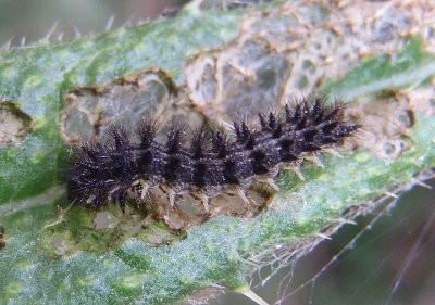 Phyciodes mylitta; Mylitta Crescent caterpillar