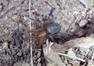 Callilepis pluto; Ground Spider species