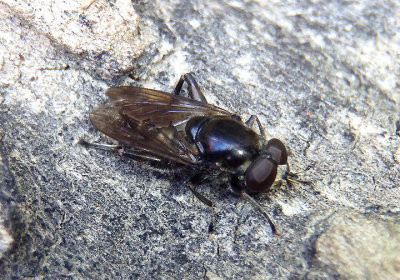 Chalcosyrphus Syrphid Fly species
