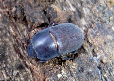 Coniontis Darkling Beetle species