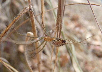 Neriene litigiosa; Sierra Dome Spider