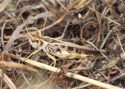 Camnula pellucida; Clear-winged Grasshopper; male