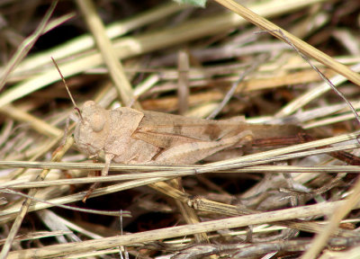 Trimerotropis thalassica; Thalassica Grasshopper
