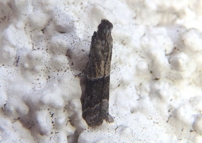 6009.2 - Vitula insula; Pyralid Moth species