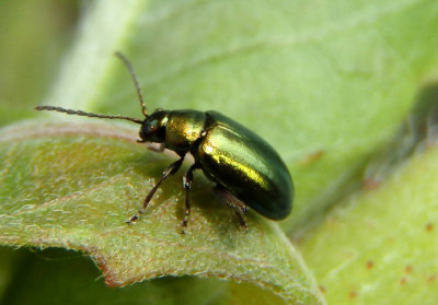 Altica Flea Beetle species