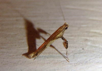 0615 - Caloptilia negundella; Boxelder Leafroller Moth