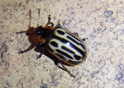 Chrysomela scripta; Cottonwood Leaf Beetle