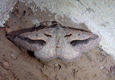 6399 - Digrammia subminiata; Geometrid Moth species