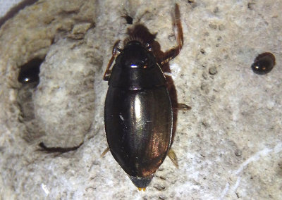 Dineutus Whirlgig Beetle species