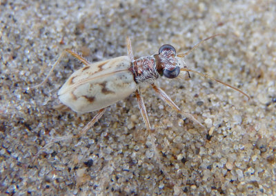 Ellipsoptera lepida; Ghost Tiger Beetle