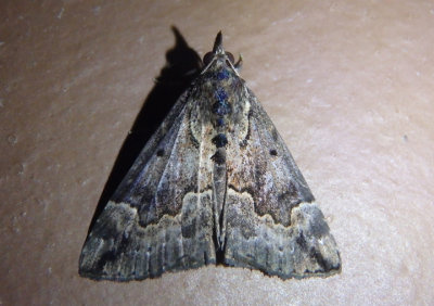 8442 - Hypena baltimoralis; Baltimore Hypena; female