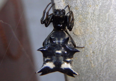 Micrathena gracilis; Spined Micrathena; female