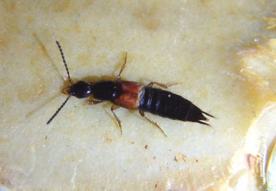 Philonthus rufulus; Large Rove Beetle species