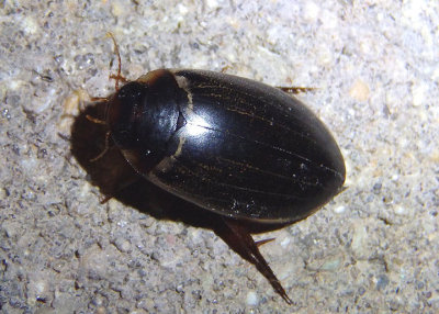 Rhantus calidus; Predaceous Diving Beetle species