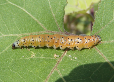 4936 - Saucrobotys futilalis; Dogbane Saucrobotys caterpillar