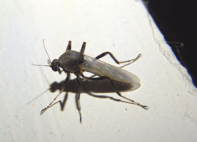 Sphaeromiini Biting Midge species