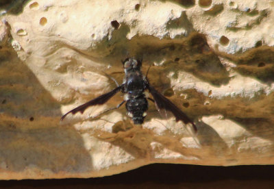 Anthrax argyropygus; Bee Fly species