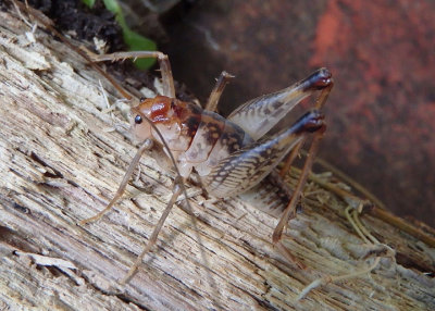 Ceuthophilus seclusus; Secluded Camel Cricket; male