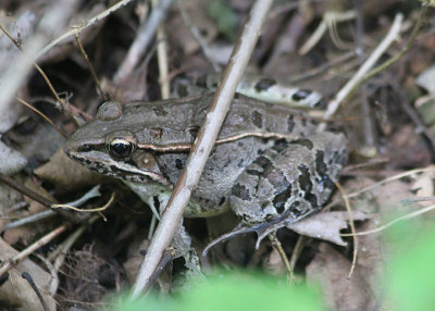 Coastal Plains Leopard Frog