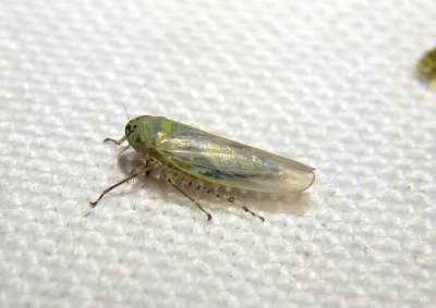 Macrosteles quadrilineatus; Aster Leafhopper