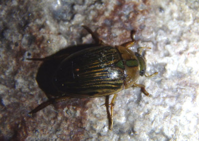 Tropisternus collaris; Water Scavenger Beetle species