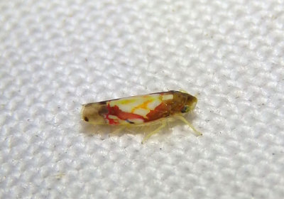 Erythroneura cancellata; Leafhopper species