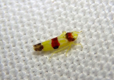 Erythroneura diva; Leafhopper species