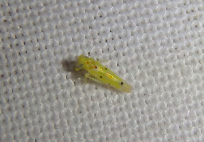 Illinigina illinoiensis; Leafhopper species