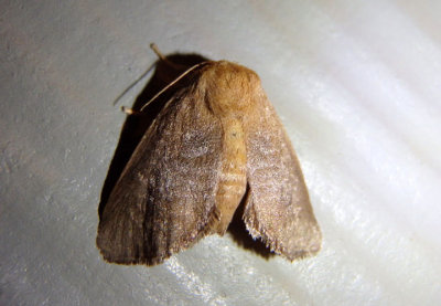 4681 - Isa textula; Crowned Slug Moth