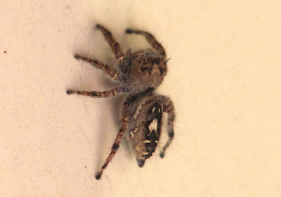 Phidippus putnami; Jumping Spider species