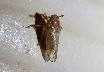 Pareuidella Delphacid Planthopper species