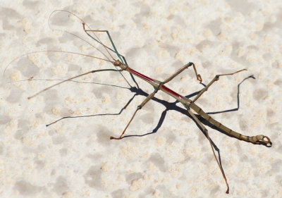 Megaphasma denticrus; Giant Walkingstick; male