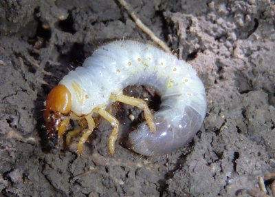 Scarabaeidae Scarab Beetle species larva