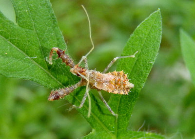 Sinea Assassin Bug species nymph